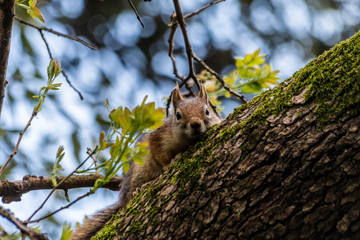 Squirrel on ground. Squirrel nature view. Squirrel portrait. Squirrel funny
