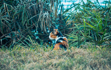 Naklejka na ściany i meble Calico cat hiding in the grass