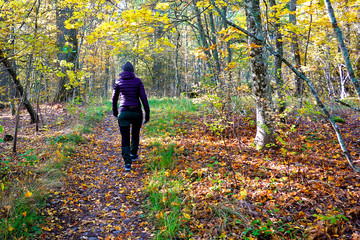 Rear view of woman, who walking in autumn forest.