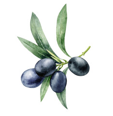 Watercolor illustration of a sprig of black olive on a white background.