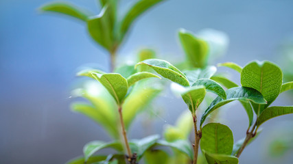 Fresh Lush Green Tree Shrub