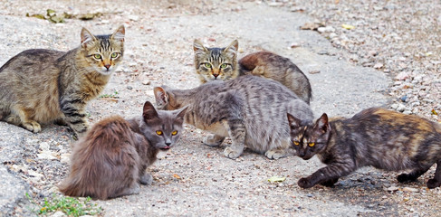 beautiful fluffy stray cats on a walk