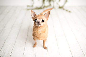 Tan Chihuahua on an indoor photo set, adorable senior dog with cute personality