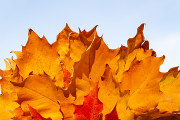Autumn. colored leaves against a blue sky