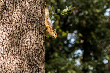 Obraz premium Squirrel on ground. Squirrel nature view. Squirrel portrait. Squirrel funny