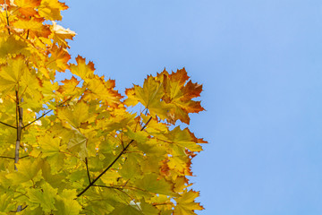 Autumn. Crown of a tree with colored leaves.