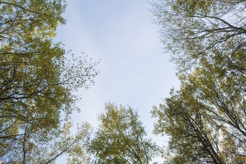 Obraz premium Autumn. Crown of a tree with colored leaves.