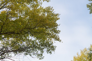 Autumn. Crown of a tree with colored leaves.