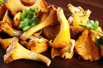 Raw wild chanterelle mushrooms. Composition with wild mushrooms