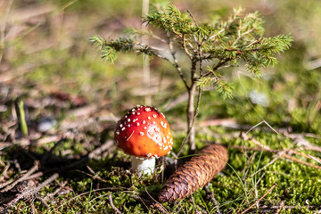 Amanita Muscaria