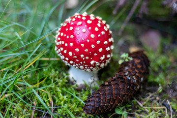 Amanita Muscaria