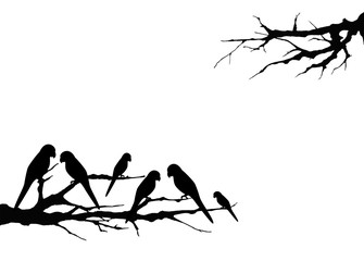 Pájaros, ramas, fondo blanco. Ilustración.
