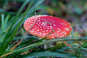 Amanita Muscaria