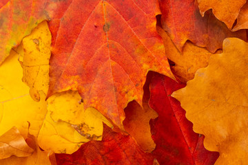Naklejka na ściany i meble Autumn. Yellow leaves. texture, background.