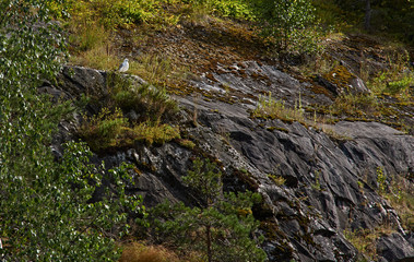 Land landscape mountain park with a seagull.The picturesque landscape of the mountain natural park Ruskeala. You can see the rocks and their fragments, coniferous forest, mountains, wildlife. Russia, 