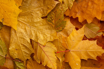 Autumn. Yellow leaves. texture, background.