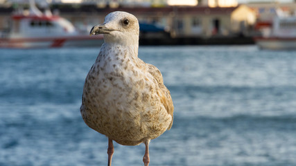 Obraz premium Beautiful Animal Seagull Standing at Coast, Sunset at Sea. Seabird Close Up Photo