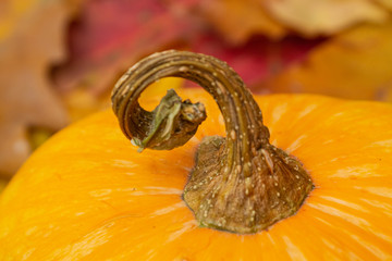 pumpkin on the leaves, autumn, halloween