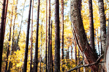 Obraz premium outdoor landscape seasonal, golden autumn wild forest