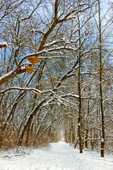 image of a winter landscape in the forest