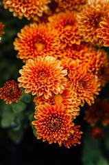 Fresh bright chrysanthemums. Japanese, korean style. Background for a beautiful greeting card.