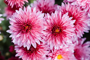 Fresh bright chrysanthemums. Japanese, korean style. Background for a beautiful greeting card.