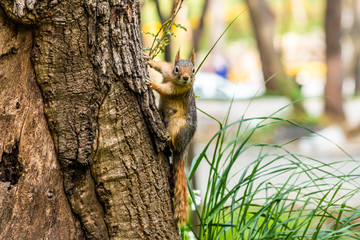 Squirrel on ground. Squirrel nature view. Squirrel portrait. Squirrel funny