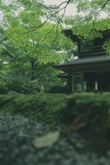 京都　お寺　瑠璃光院　苔　庭　日本庭園　写真素材　