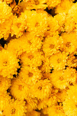 Fresh bright chrysanthemums. Japanese, korean style. Background for a beautiful greeting card.