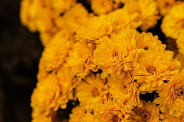 Fresh bright chrysanthemums. Japanese, korean style. Background for a beautiful greeting card.