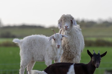 Texelaar Schaf und Ziege