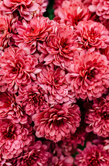 Fresh bright chrysanthemums. Japanese, korean style. Background for a beautiful greeting card.