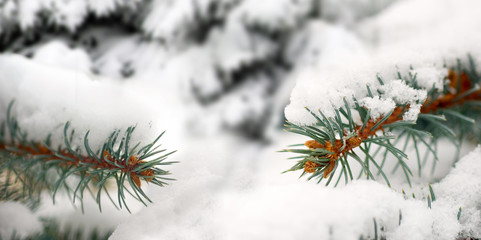 Naklejka na ściany i meble spruce branch on snow background in the winter park