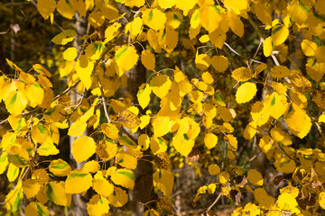Aspen yellow foliage on a tree at autumn