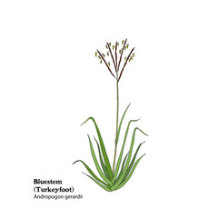 Hand drawn illustration of Bluestem grass, Turkeyfoot plant, Andropogon gerardii.