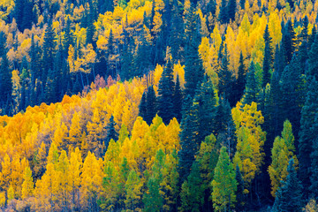 aspens and conifers