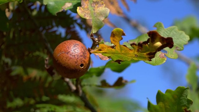 Gall on an Oak tree caused by a wasp larva gall (Diplolepis quercusfolii) - (4K