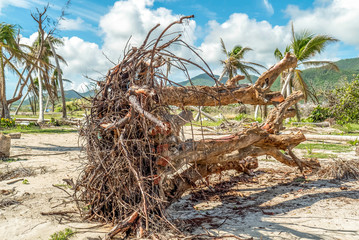 Hurricane Irma/maria aftermath completely uprooting a huge tree from the ground.
