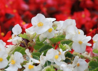 White and red flowers Begonia semperflorens in a flower bed