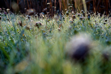 frosted grass in the morning