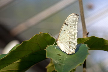 salamis parhassus Falter