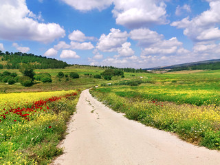 Road in a beautiful park