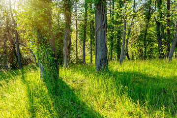 Fototapeta premium Sun through trees overgrown with moss in dense rainforest