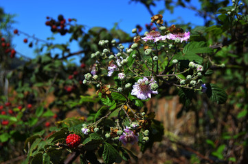 Obraz premium Flowers and insects, Jijel, algeria, Africa