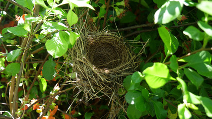 bird nest