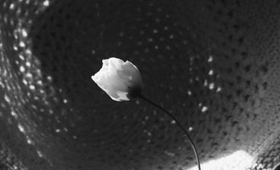 poppy on a black and white background