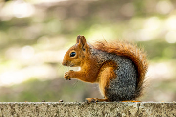 Squirrel on ground. Squirrel nature view. Squirrel portrait. Squirrel funny