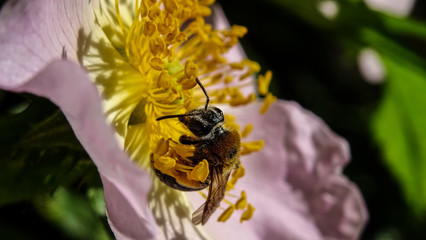 bee on flower