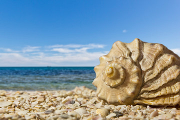 Sea shell on the sandy beach