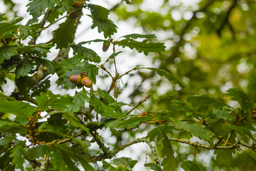 Two Acorns in Oak tree showing new life starting